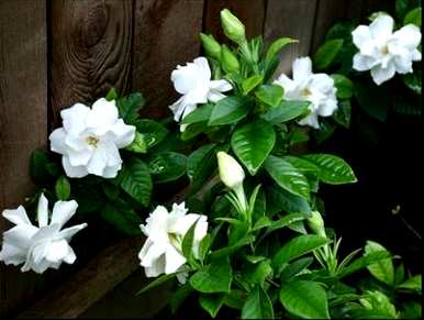 如何修剪独杆栀子花？