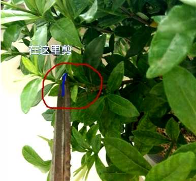 如何修剪独杆栀子花？