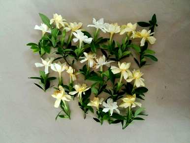 如何修剪独杆栀子花？