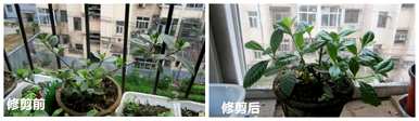 如何修剪独杆栀子花？