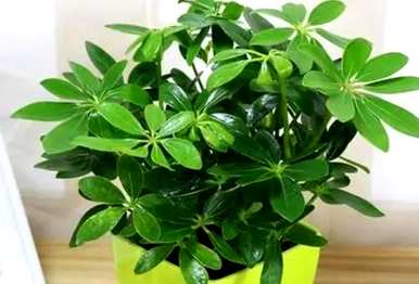 鹅掌木怎么养才会茂盛，鹅掌木适合养在家里吗？