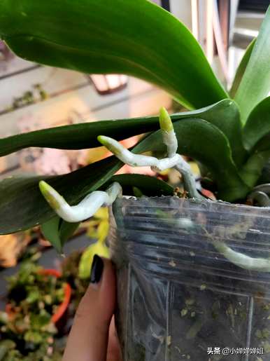 蝴蝶兰花期可以施肥吗？蝴蝶兰花期可以施肥吗？