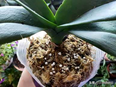 蝴蝶兰花期可以施肥吗？蝴蝶兰花期可以施肥吗？