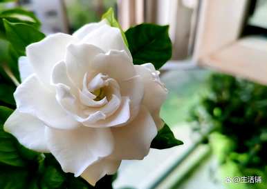 栀子花怎么修剪开花，栀子花修剪后不开花怎么办？