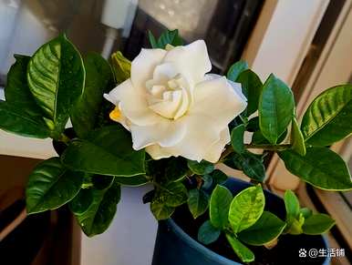 栀子花怎么修剪开花，栀子花修剪后不开花怎么办？
