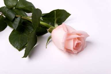 粉玫瑰代表什么意思？花语是什么意思？粉玫瑰代表什么意思？