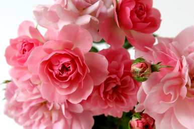 粉玫瑰代表什么意思？花语是什么意思？粉玫瑰代表什么意思？
