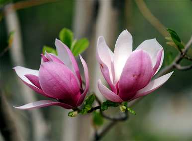 白玉兰什么时候开花，白玉兰什么时候开花？