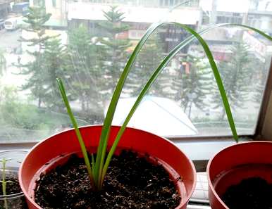 十月种什么花种子，五月种什么花种子？