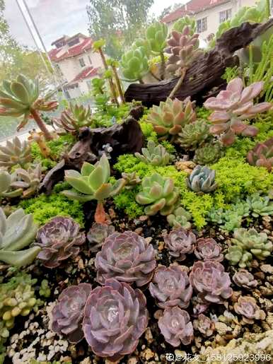 夏天怎么养多肉植物？夏天适合买多肉植物吗？