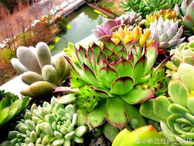 夏天怎么养多肉植物？夏天适合买多肉植物吗？