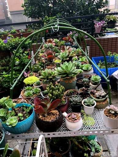 夏天怎么养多肉植物？夏天适合买多肉植物吗？
