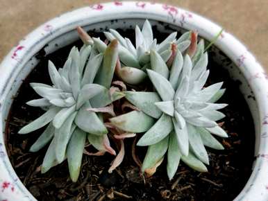 夏天怎么养多肉植物？夏天适合买多肉植物吗？