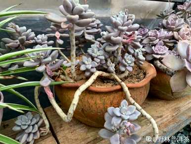 夏天怎么养多肉植物？夏天适合买多肉植物吗？