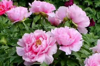 香槟牡丹的花语是什么，牡丹的花语是什么？