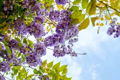 紫藤萝花语和寓意是什么，紫藤萝花和牵牛花语