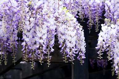 紫藤萝花语和寓意是什么，紫藤萝花和牵牛花语