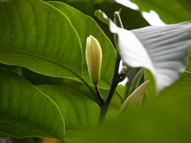 黄菊兰不开花只结果，黄菊兰什么时候开花？