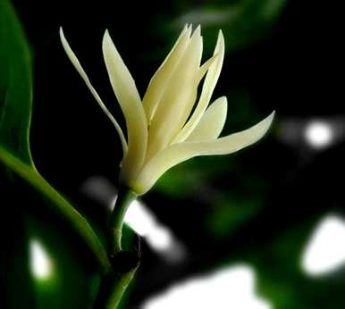 黄菊兰不开花只结果，黄菊兰什么时候开花？