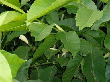 黄菊兰不开花只结果，黄菊兰什么时候开花？
