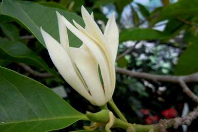 黄菊兰不开花只结果，黄菊兰什么时候开花？