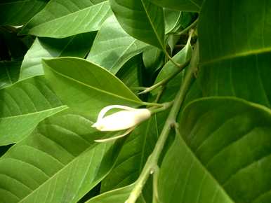 黄菊兰不开花只结果，黄菊兰什么时候开花？