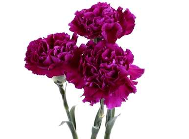 康乃馨的花语是什么，康乃馨的花语是什么？