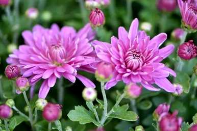 菊花的种类有哪些特点，菊花的种类有哪些？