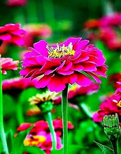 菊花的种类有哪些特点，菊花的种类有哪些？