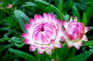 菊花的种类有哪些特点，菊花的种类有哪些？