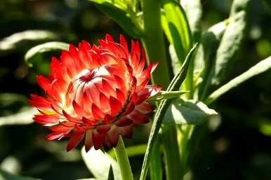 菊花的种类有哪些特点，菊花的种类有哪些？