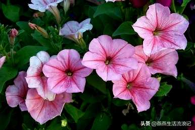 全天星矮牵牛养殖方法及注意事项、矮牵牛养殖方法及注意事项