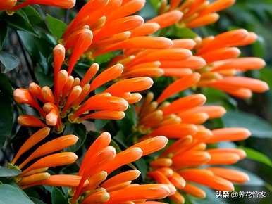 炮仗花的花语和象征意义是什么？
