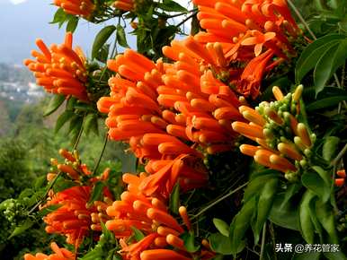 炮仗花的花语和象征意义是什么？