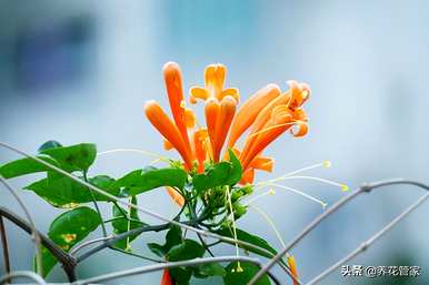 炮仗花的花语和象征意义是什么？