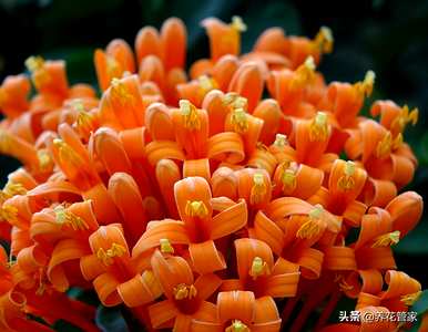 炮仗花的花语和象征意义是什么？