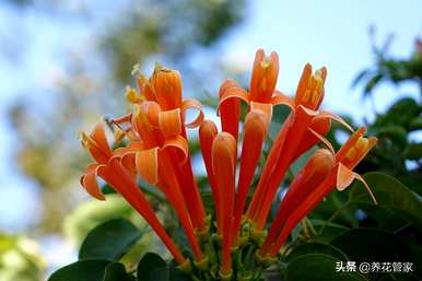 炮仗花的花语和象征意义是什么？