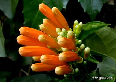 炮仗花的花语和象征意义是什么？