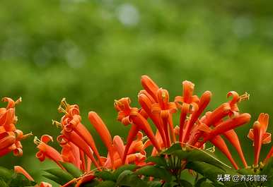 炮仗花的花语和象征意义是什么？