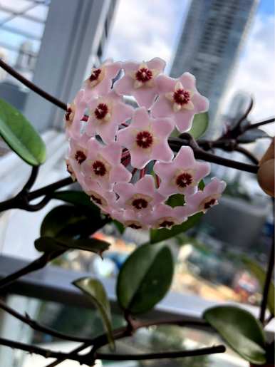 球兰花的种植方法和维护技术，球兰花一年四季开花吗？如何维护？