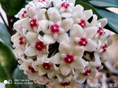 球兰花的种植方法和维护技术，球兰花一年四季开花吗？如何维护？