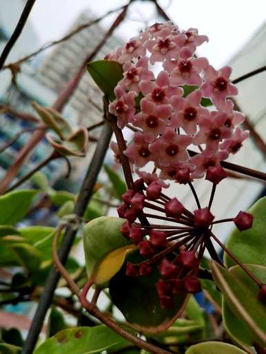 球兰花的种植方法和维护技术，球兰花一年四季开花吗？如何维护？