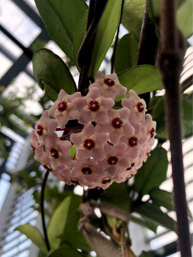 球兰花的种植方法和维护技术，球兰花一年四季开花吗？如何维护？