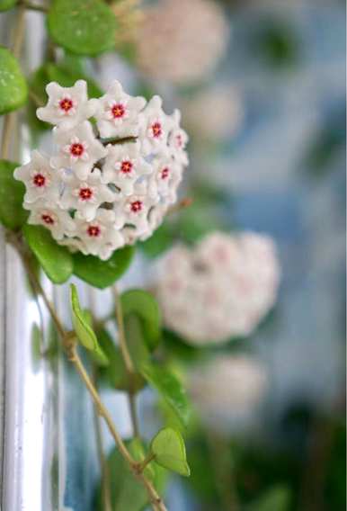 球兰花的种植方法和维护技术，球兰花一年四季开花吗？如何维护？