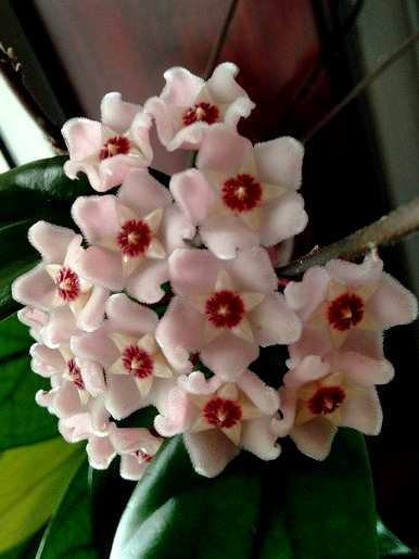 球兰花的种植方法和维护技术，球兰花一年四季开花吗？如何维护？