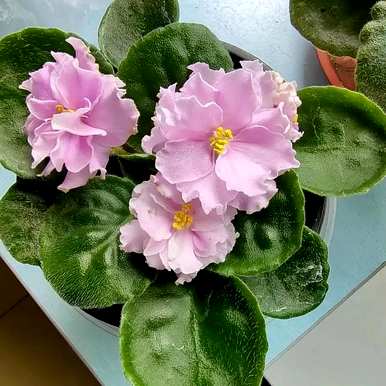 室内四季开花好养的花有哪些，室内四季开花的植物有哪些？