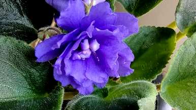 室内四季开花好养的花有哪些，室内四季开花的植物有哪些？