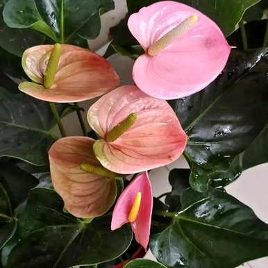 室内四季开花好养的花有哪些，室内四季开花的植物有哪些？