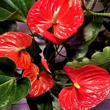 室内四季开花好养的花有哪些，室内四季开花的植物有哪些？