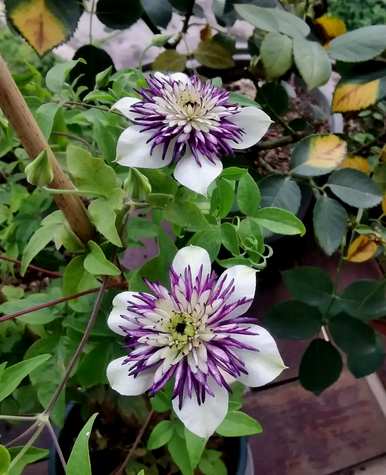 室内四季开花好养的花有哪些，室内四季开花的植物有哪些？